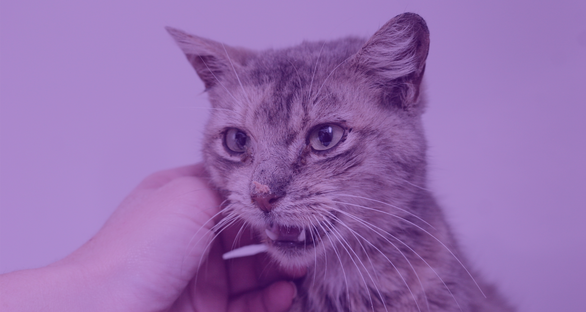 VetTV, tu canal de televisión veterinario presenta: La leucemia felina-imagen